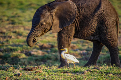 Zambezi National Park: Extended Game Drive With Snacks