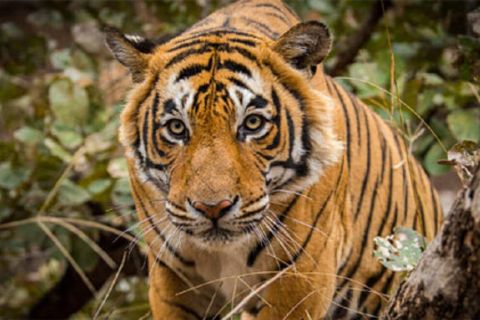 Golden Triangle Tour with Ranthambore Safari 6D/5N