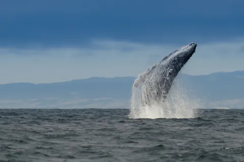Whale and wildlife watching Private and Semi-Private tours