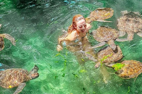 Zanzibar: Baraka Aquarium Mata, simma och snorkla med sköldpaddor