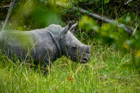 Uganda 10-tägige Wild- und Primaten-Safari.