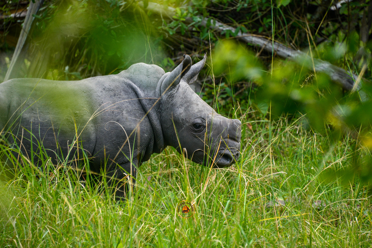 Uganda 10-tägige Wild- und Primaten-Safari.