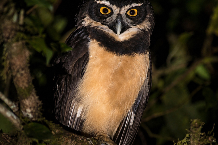 Night Walk La Fortuna: Private Rainforest Guided Wildlife