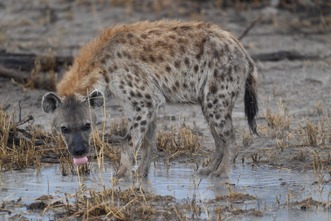 Windhoek: 3-Day Guided Safari in Etosha with Lodge