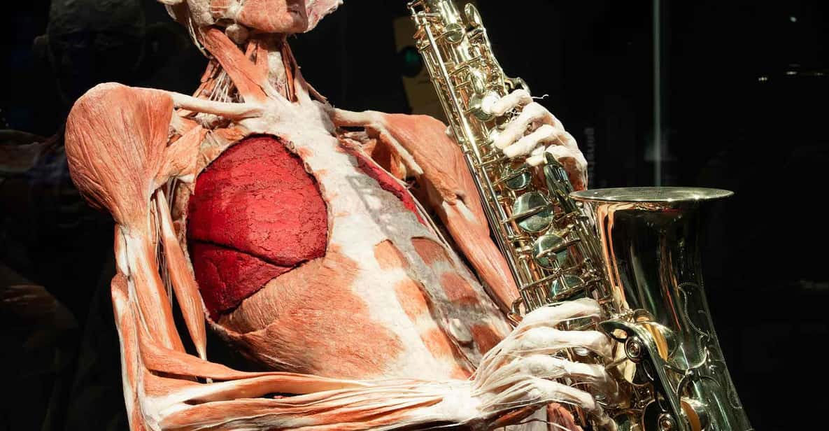 Afbeelding 13 van Body Worlds Amsterdam: The Happiness Project Ticket