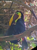 Manuel Antonio National Park, Wildlife-Watching Guided Hike - Housity