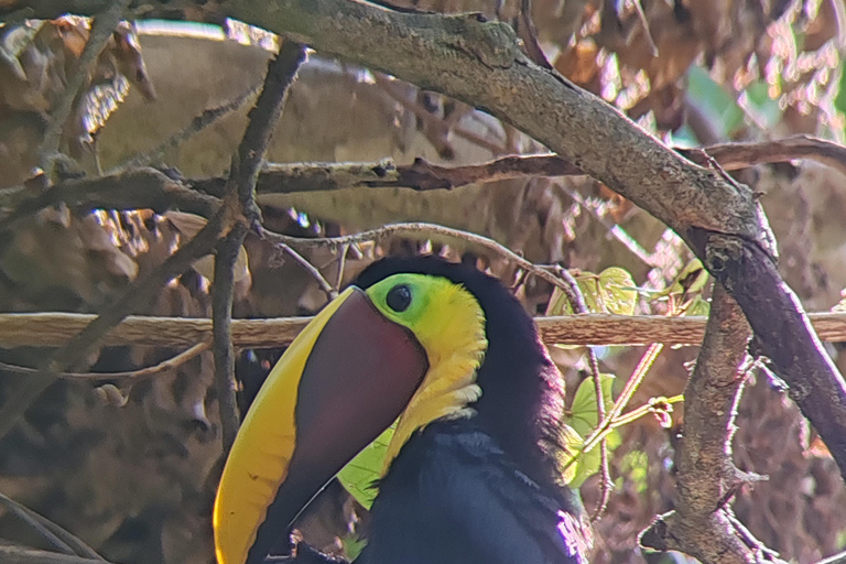 Manuel Antonio National Park: Wildlife-Watching Guided Hike