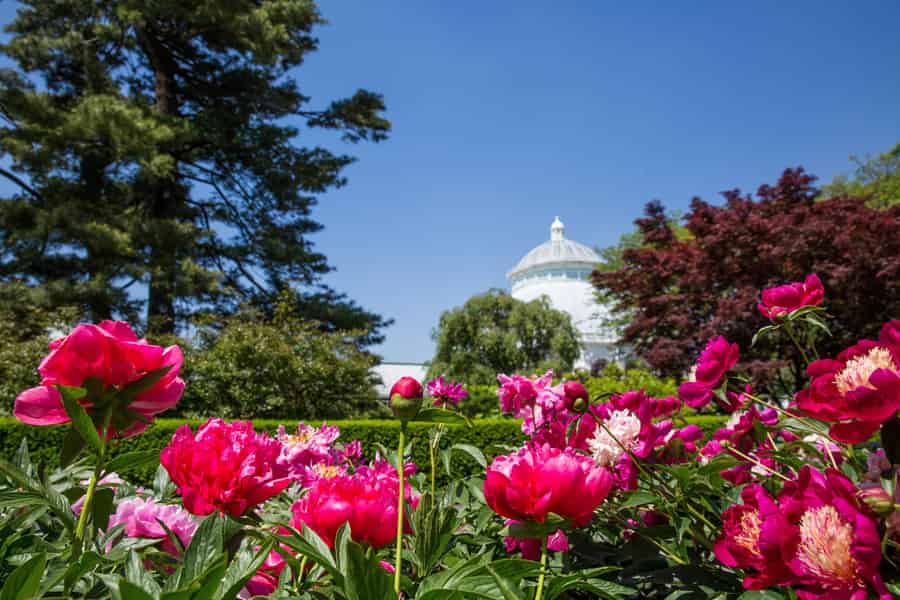 NYC: New York Botanical Garden Pass mit Orchideenschau-Option. Foto: GetYourGuide