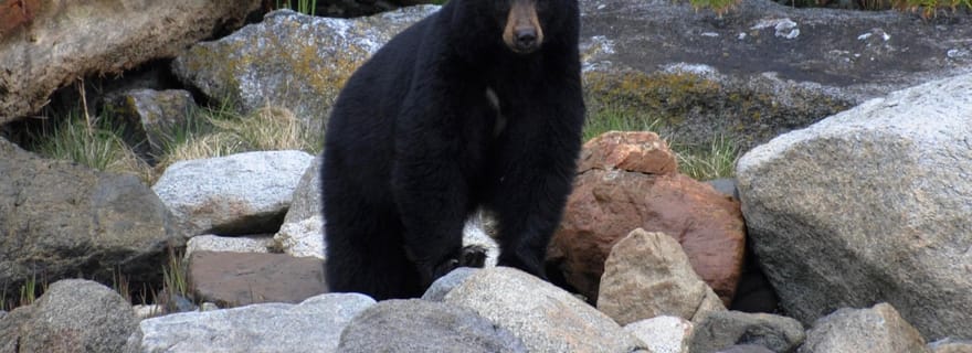 Campbell River : Observation de l'ours au printemps et excursion en bateau aux chutes d'eau