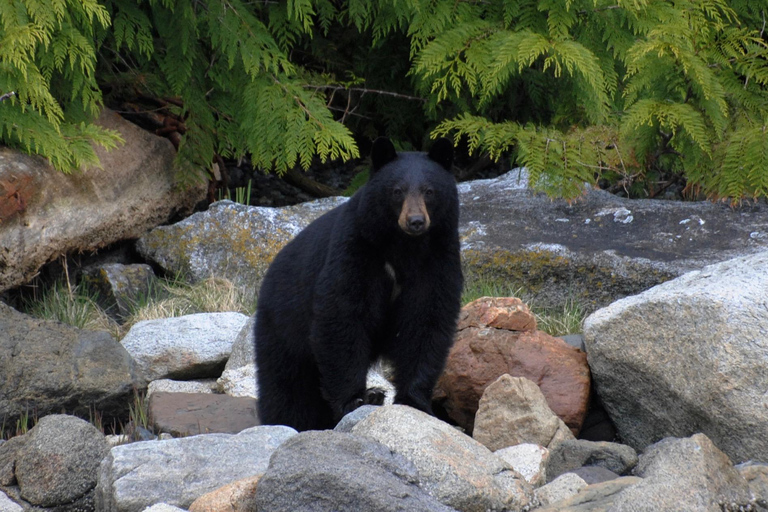 Campbell River: Spring Bear Watching & Waterfalls Boat Tour
