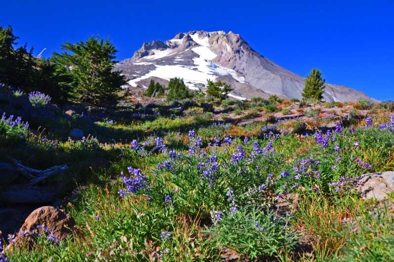 A Full Day of Wonder: Wine, Waterfalls, and Timberline Tour