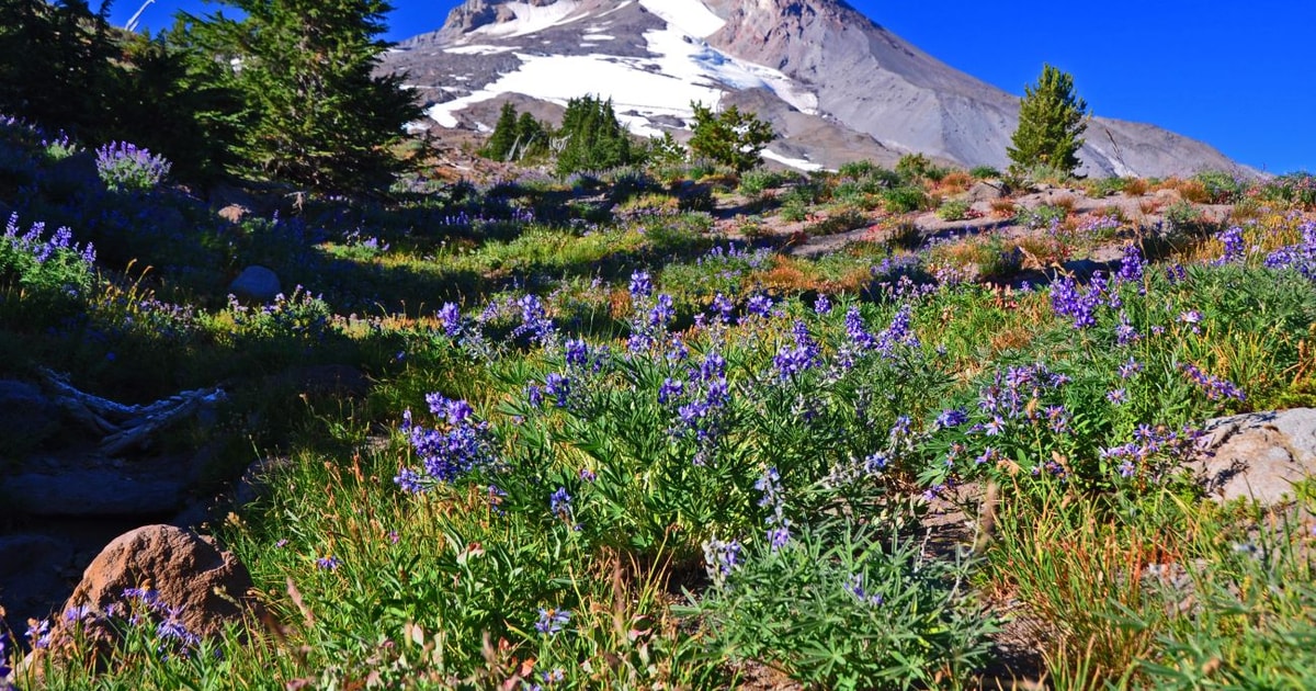 A Full Day of Wonder Wine, Waterfalls, and Timberline Tour GetYourGuide