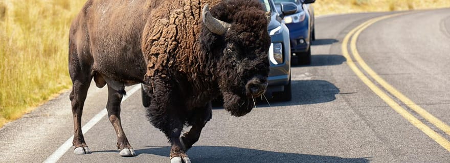 Île Antelope : Expédition Faunique au Grand Lac Salé