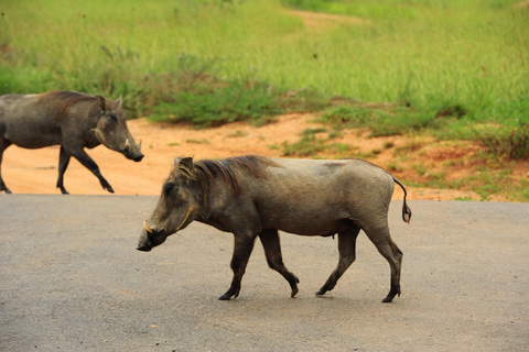 عنتيبي: رحلة سفاري لمدة 3 أيام في منتزه الملكة إليزابيث الوطني