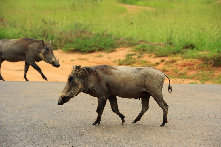 عنتيبي: رحلة سفاري لمدة 3 أيام في منتزه الملكة إليزابيث الوطني