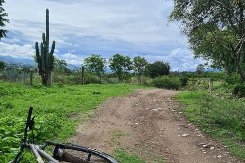 MTB Bike Tour: Tule Tree through the country-side