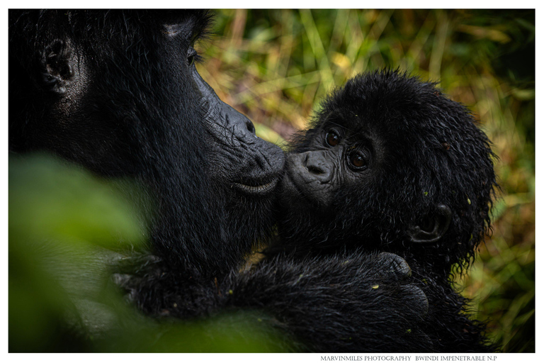 8 Days Uganda Wildlife Safari Adventure 8 Days Uganda Wildlife Safari Adventure