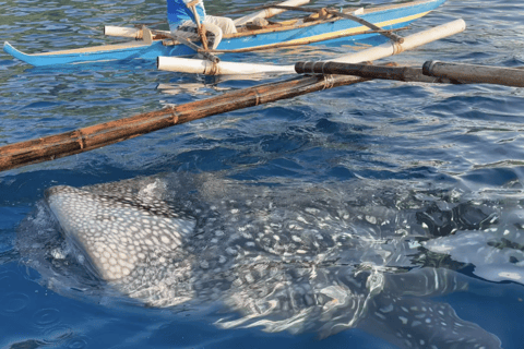 Boracay Whale Shark Watching with Transfer (Libertad)