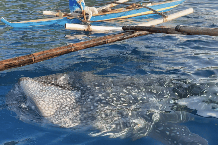 Boracay Whale Shark Watching with Transfer (Libertad)
