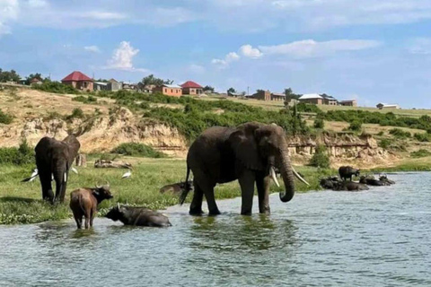 Oeganda: 10-daagse safari met chimpansee-speurtocht