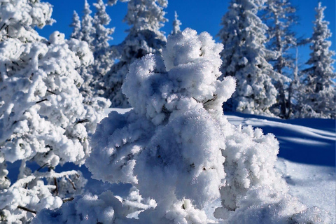 Ehrwald : Randonnée en raquettes à Zugspitze avec vue sur les montagnes