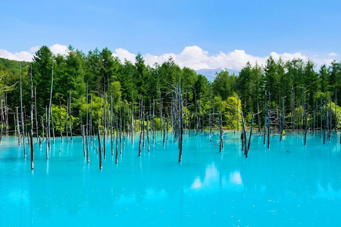 Patchwork Road Hidden-Gem Flower Tour