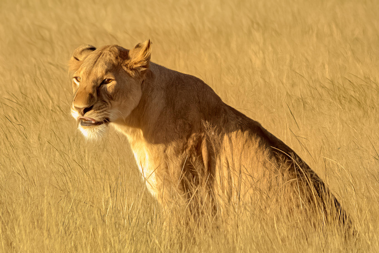 Zanzibar: safari a Saadani e fauna selvatica sull'oceano con voloDa Zanzibar: safari a Saadani in traghetto e ritorno in volo