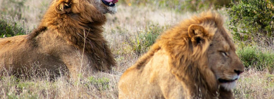 Au départ de Zanzibar : safari de 2 jours dans le Serengeti avec vols