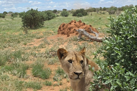 2-Day Tsavo East & Salt Lick Safari–Red Elephants & Treetop