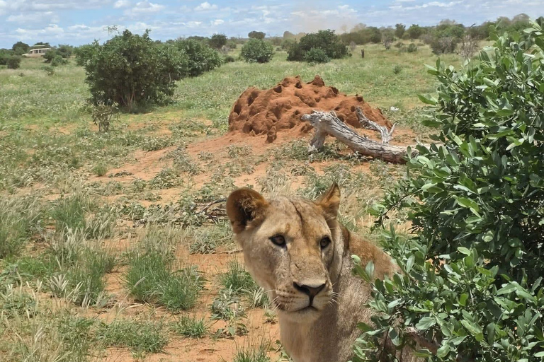2-Day Tsavo East & Salt Lick Safari–Red Elephants & Treetop