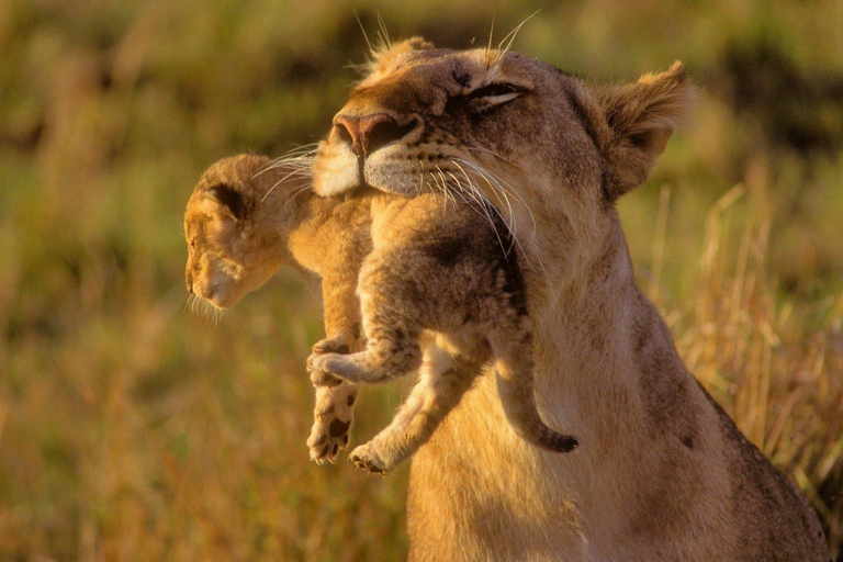 Safári de 7 dias em Masai Mara, Lago Nakuru e Amboseli em jipe 4x4