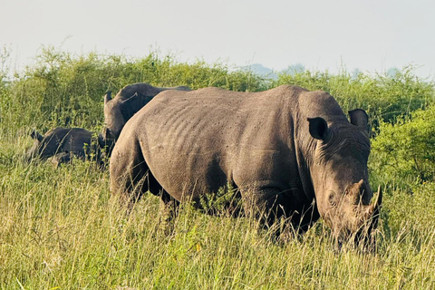 Nairobi National Park Game Drive Safari With Pick-Up