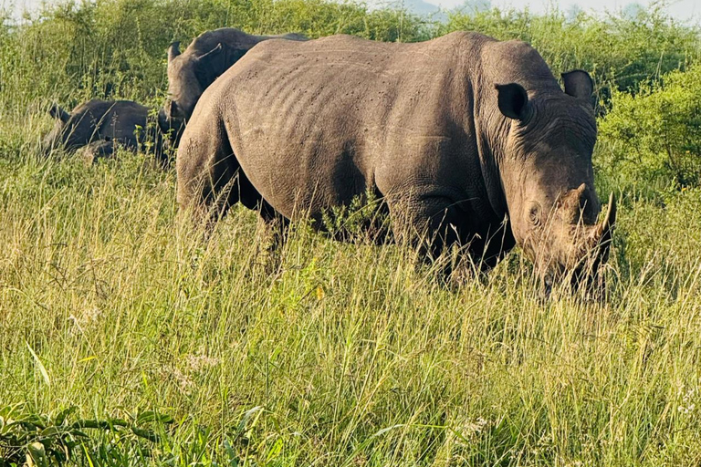 Nairobi National Park Game Drive Safari With Pick-Up