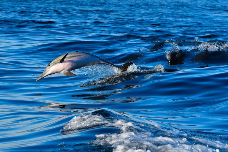 Zanzibar: Macaco, Caverna Salaam, The Rock e passeio de caiaque transparenteZanzibar: Macaco, Caverna Salaam, A Rocha e Passeio de Caiaque Transparente