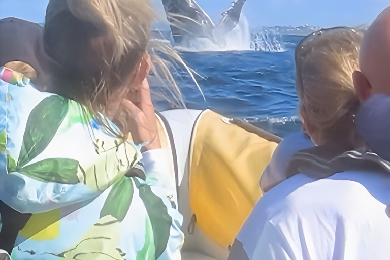 Noosa : Observation des baleines à bosseNoosa: visite d&#039;observation des baleines à bosse