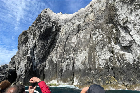 Ilha do Faial: Passeio de barco exclusivo até o vulcão dos CapelinhosIlha do Faial: Passeio de barco único ao vulcão dos Capelinhos