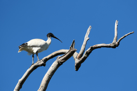 Sydney: Flying Fox Tour, Australia's Largest Bats Flying Fox Tour: Sydney's only Bat tour