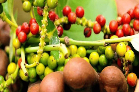 Zanzibar: Spice Farm, Stone Town or Jozani Forest with lunch Spice Farm Experience with lunch – (No Transport)
