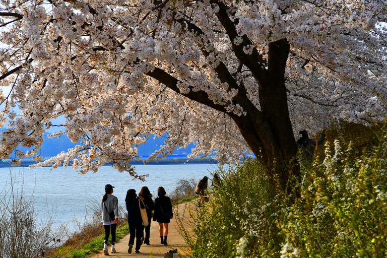 Seoul: Jinhae or Chasing Cherry Blossom &amp; Spring Flower TourChasing Cherry Blossom Tour, Meet at Hongik University St