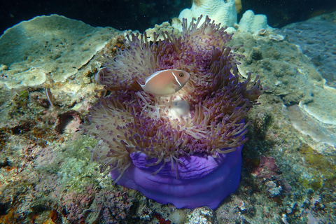 Koh Tao: Excursión de snorkel a la isla de Nang Yuan y bahías ocultas