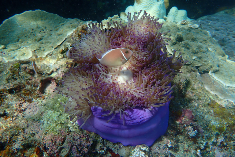 Koh Tao: Excursión de snorkel a la isla de Nang Yuan y bahías ocultas