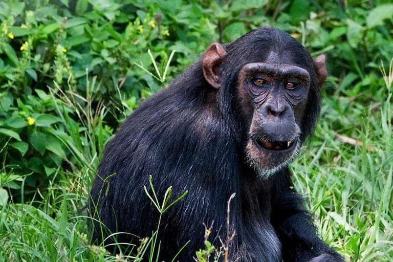 Entebbe: Trekking con gli scimpanzé sull&#039;isola di Ngamba