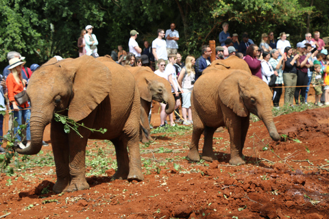 Visit to David Sheldrick Elephant Orphanage