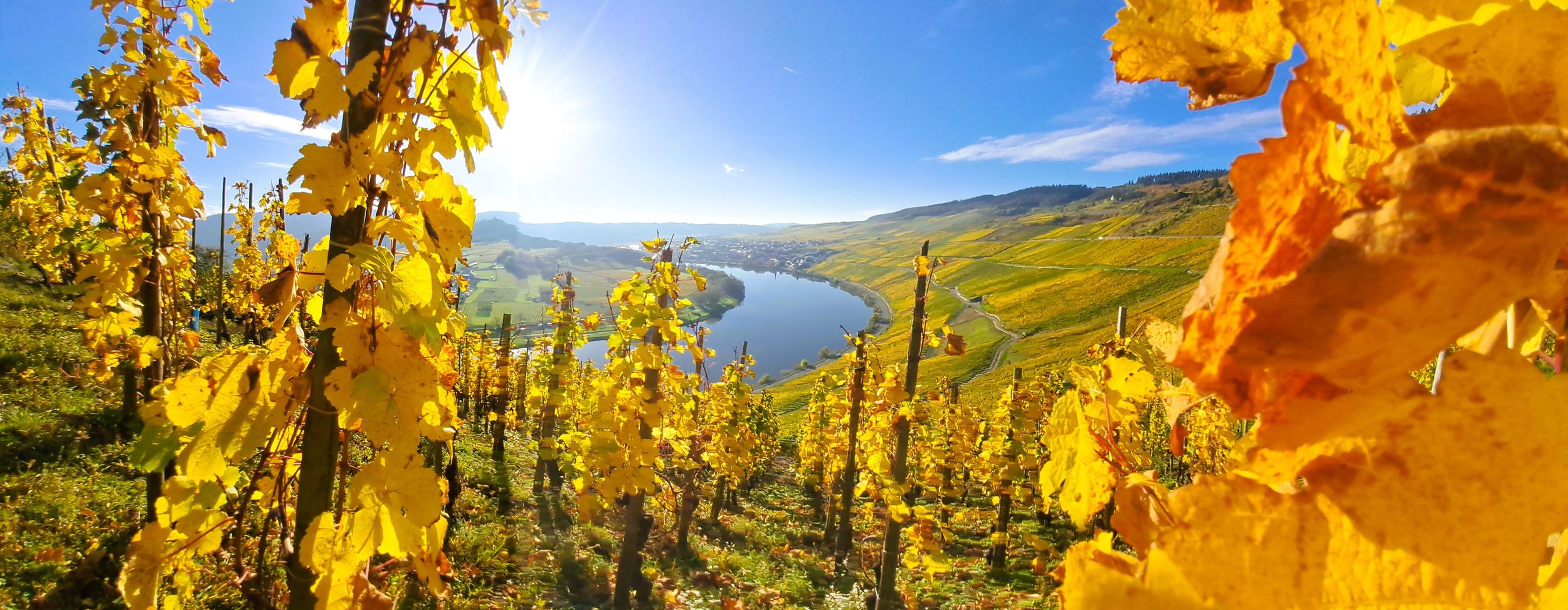 Kröv/Gut Hermes: Weinführung & Probe durch Weinberg,Weingut &Sektmanufaktur