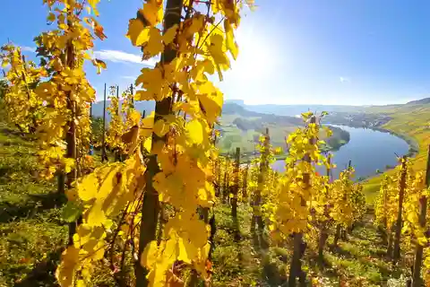 Kröv/Mosel: Wine tour & tasting through the vineyard, winery, and sparkling wine production facility