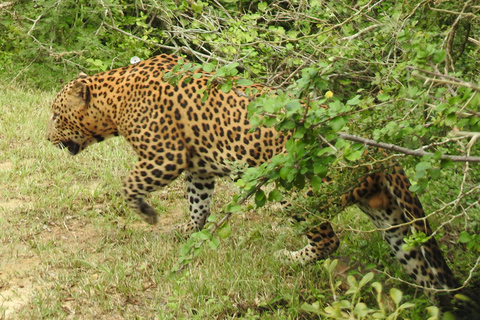From Ella: Yala Safari & Drop-off Mrissa, waligama, Galle, Yala Elephants and Leopard safari Full day