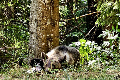 Transfagarasan Drive & Wild Bear Experience from Brasov