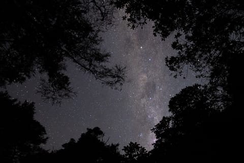 Nelson: Brook Waimārama Sanctuary Guided Night Walk - Image 2
