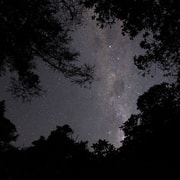 Nelson: Brook Waimārama Sanctuary Guided Night Walk Nelson: Brook Waimārama Sanctuary Guided Night Walk