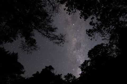 Nelson: Brook Waimārama Sanctuary Guided Night Walk - Image 3